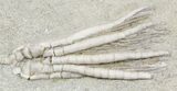 Scytalocrinus Crinoid With Long Stem - Indiana #55159-2